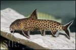 Synodontis ilebrevis