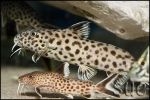 Synodontis polli