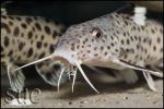 Synodontis irsacae