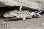 Synodontis irsacae