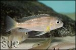 Limnochromis auritus Chaitika