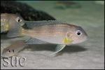 Limnochromis auritus Chaitika