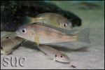 Limnochromis auritus Chaitika