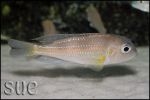 Limnochromis auritus Chaitika