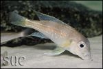 Limnochromis auritus Chaitika