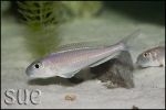 Xenotilapia bathyphilus Chimba