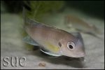 Limnochromis auritus Chaitika