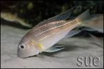 Limnochromis auritus Chaitika