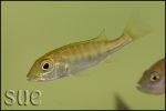 Boulengerochromis microlepis