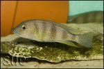 Limnochromis staneri Chaitika