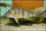 Limnochromis staneri Chaitika