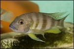 Limnochromis staneri Chaitika