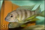 Limnochromis staneri Chaitika