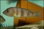 Limnochromis staneri Chaitika