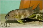 Limnochromis staneri Chaitika