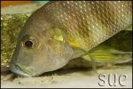 Limnochromis staneri Chaitika