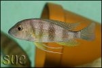 Limnochromis staneri Chaitika