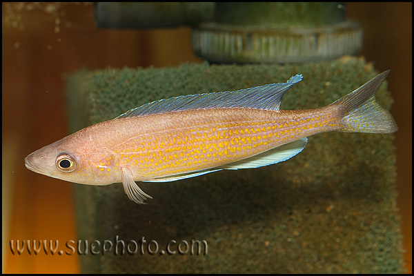 Cyprichromis pavo Kantalamba