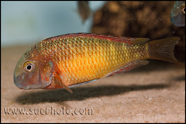 Tropheus sp. Kasanga