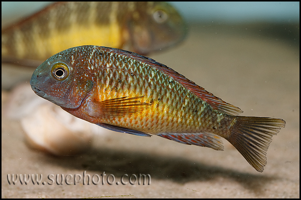 Tropheus sp. Kasanga