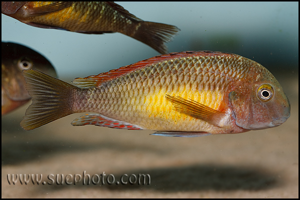 Tropheus sp. Kasanga