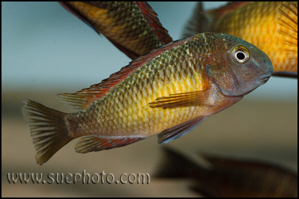 Tropheus sp. Kasanga