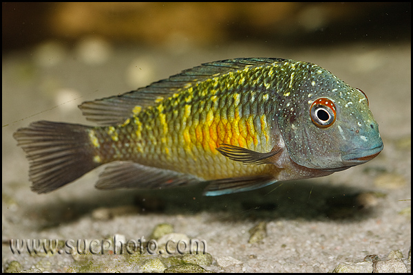 Tropheus sp. Kasanga