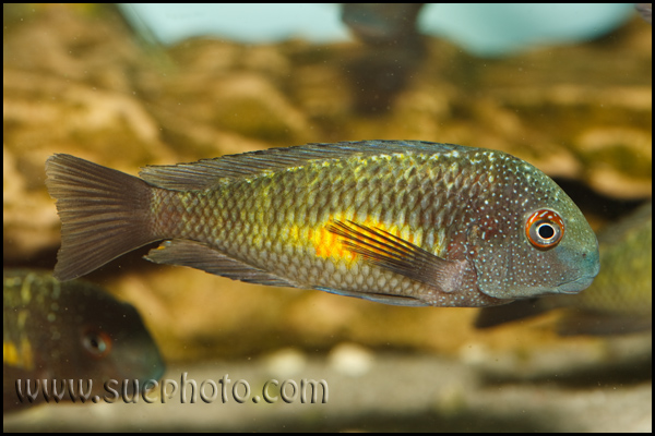 Tropheus sp. Kasanga