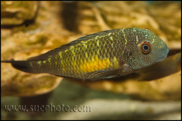 Tropheus sp. Kasanga