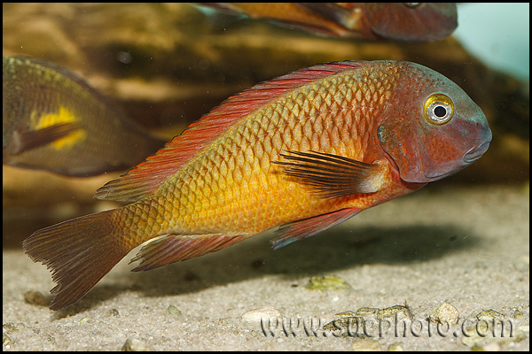 Tropheus sp. Kasanga