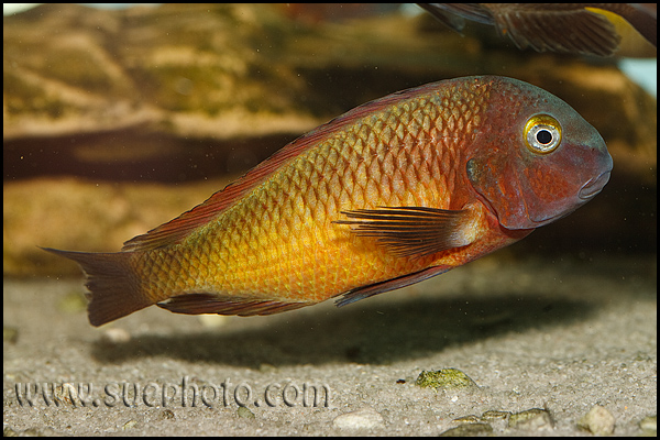 Tropheus sp. Kasanga