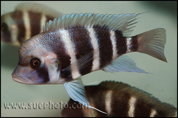 Cyphotilapia gibberosa Nangu