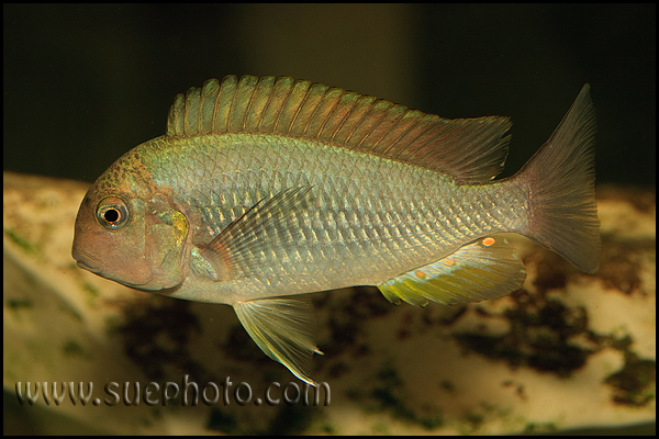 Pseudosimochromis curvifrons