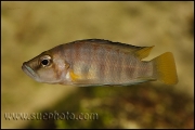 Altolamprologus sp. "Compressiceps Shell" Chimba