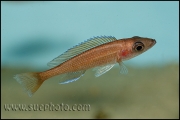 Paracyprichromis nigripinnis Blue Neon