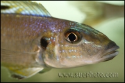 Xenotilapia menanogenys Kantalamba