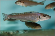 Xenotilapia menanogenys Kantalamba