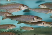 Xenotilapia menanogenys Kantalamba