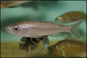 Benthochromis tricoti Kantalamba