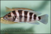 Neolamprologus sexfasciatus Blue