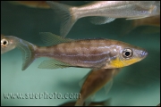 Benthochromis tricoti Kantalamba