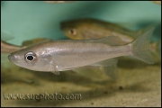 Benthochromis tricoti Kantalamba