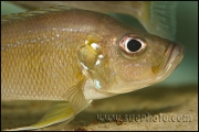 Greenwoodochromis bellcrossi