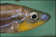 Benthochromis tricoti Kantalamba