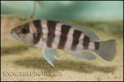 Neolamprologus sexfasciatus Blue