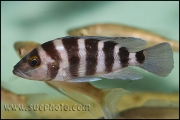 Neolamprologus sexfasciatus Blue