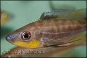 Benthochromis tricoti Kantalamba