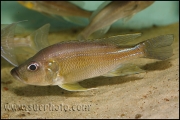 Greenwoodochromis bellcrossi