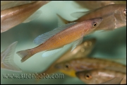 Cyprichromis pavo Kantalamba