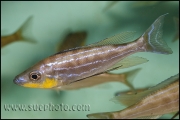 Benthochromis tricoti Kantalamba